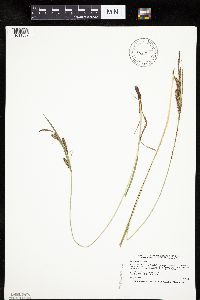 Carex haydenii image
