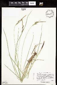 Carex haydenii image