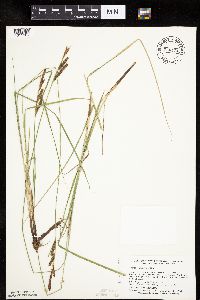 Carex haydenii image