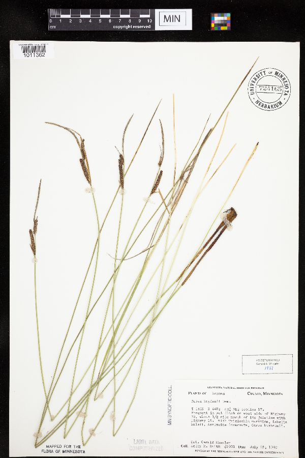Carex haydenii image