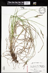 Carex haydenii image