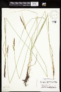 Carex haydenii image