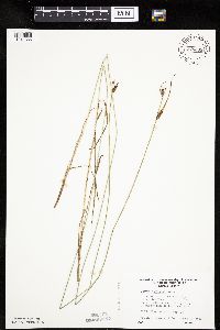 Carex haydenii image