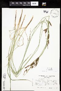 thumbnail image of current specimen