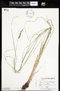 Carex haydenii image
