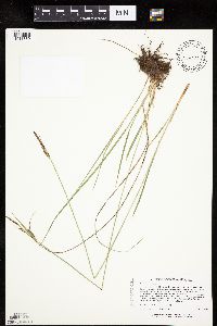 Carex haydenii image