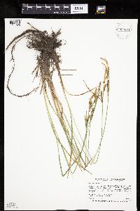 Carex haydenii image