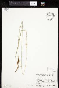 Carex haydenii image
