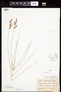 Carex haydenii image