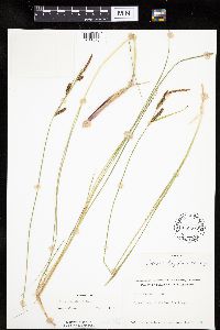 Carex haydenii image