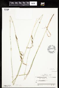 Carex haydenii image