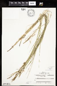 Carex haydenii image