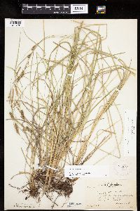 Carex haydenii image
