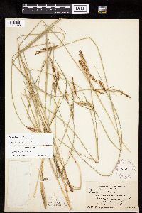 Carex haydenii image