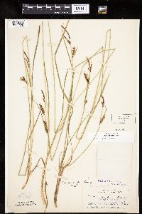 Carex haydenii image
