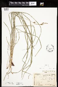 Carex haydenii image