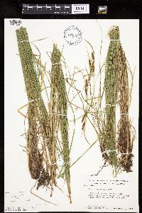 Carex haydenii image
