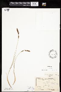 Carex haydenii image