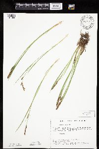 Carex haydenii image