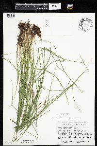 Carex haydenii image