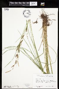 Carex haydenii image