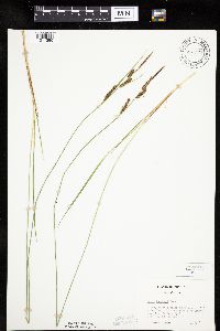 Carex haydenii image