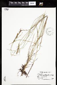 Carex haydenii image