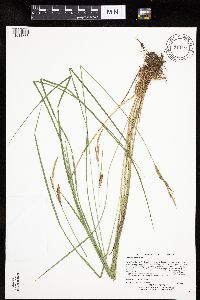 Carex haydenii image