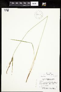 Carex haydenii image