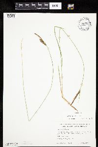 Carex haydenii image