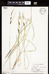 Carex haydenii image