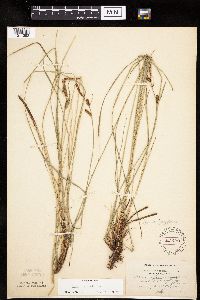 Carex haydenii image
