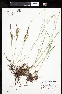 Carex haydenii image