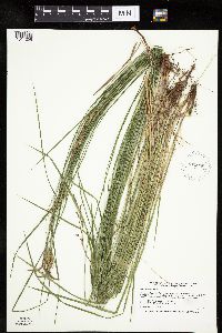 Carex haydenii image