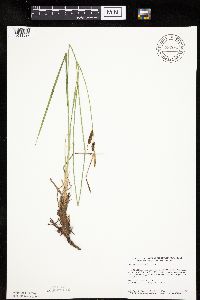 Carex haydenii image