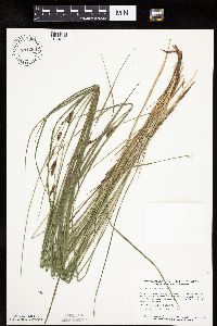 Carex haydenii image