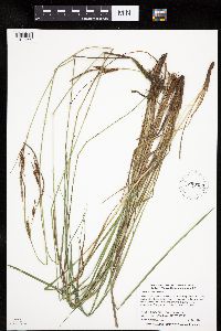 Carex haydenii image