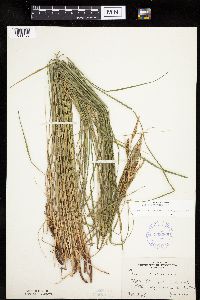 Carex haydenii image