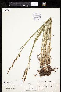 Carex haydenii image