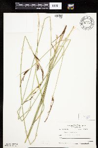 Carex haydenii image