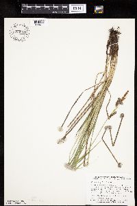 Carex haydenii image