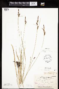 Carex haydenii image