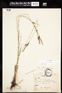 Carex haydenii image