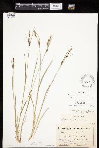 Carex haydenii image