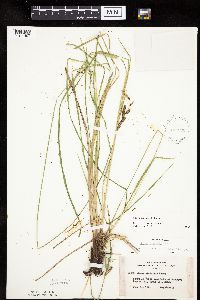 Carex haydenii image