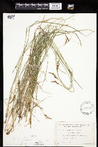 Carex haydenii image