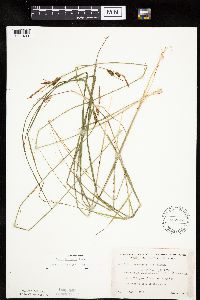 Carex haydenii image
