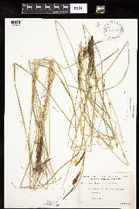 Carex haydenii image