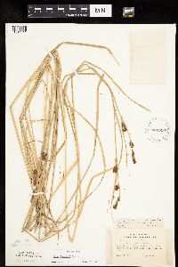 Carex haydenii image