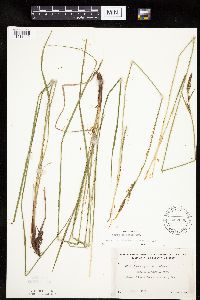 Carex haydenii image